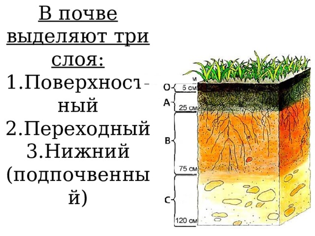 В почве выделяют три слоя: 1.Поверхност- ный 2.Переходный 3.Нижний (подпочвенный) 