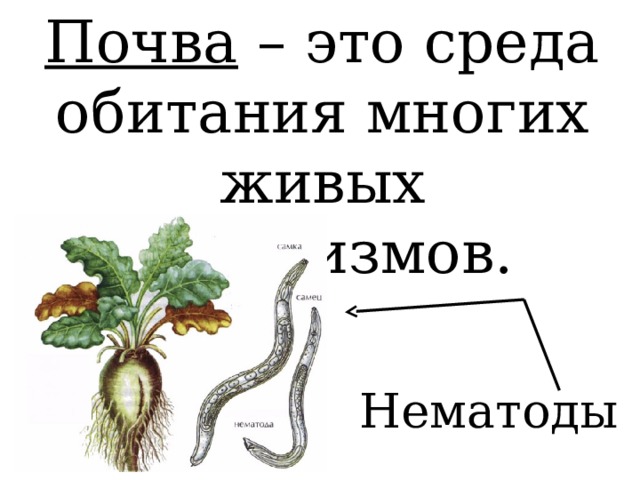 Почва – это среда обитания многих живых организмов. Нематоды 