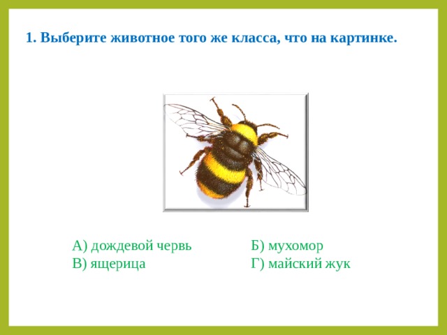 1. Выберите животное того же класса, что на картинке. А) дождевой червь    Б) мухомор В) ящерица      Г) майский жук 