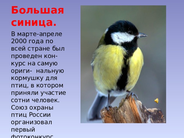Большая синица. В марте-апреле 2000 года по всей стране был проведен кон- курс на самую ориги- нальную кормушку для птиц, в котором приняли участие сотни человек. Союз охраны птиц России организовал первый фотоконкурс, посвя-щенный птице года. Завершился год учетом зимующих птиц на кормушках. 