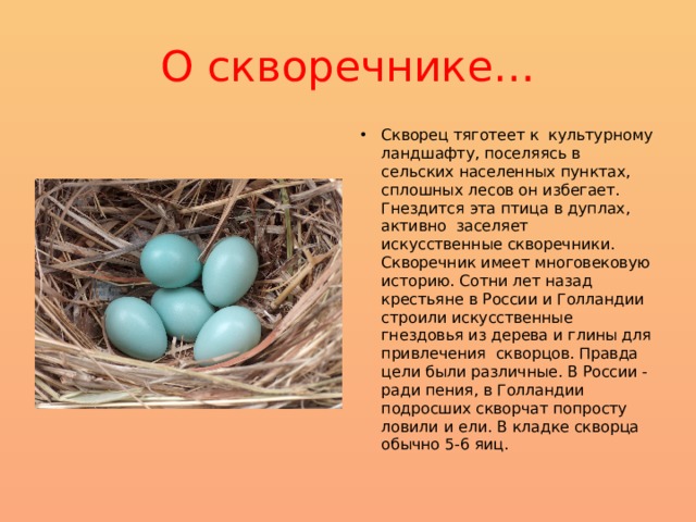 О скворечнике… Скворец тяготеет к культурному ландшафту, поселяясь в сельских населенных пунктах, сплошных лесов он избегает. Гнездится эта птица в дуплах, активно заселяет искусственные скворечники. Скворечник имеет многовековую историю. Сотни лет назад крестьяне в России и Голландии строили искусственные гнездовья из дерева и глины для привлечения скворцов. Правда цели были различные. В России - ради пения, в Голландии подросших скворчат попросту ловили и ели. В кладке скворца обычно 5-6 яиц. 