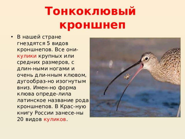 Тонкоклювый кроншнеп В нашей стране гнездятся 5 видов кроншнепов. Все они- кулики крупных или средних размеров, с длин-ными ногами и очень дли-нным клювом, дугообраз-но изогнутым вниз. Имен-но форма клюва опреде-лила латинское название рода кроншнепов. В Крас-ную книгу России занесе-ны 20 видов куликов . 