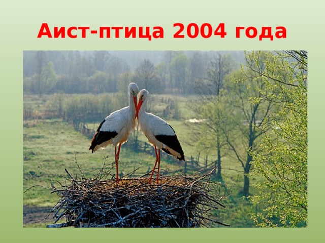 Аист-птица 2004 года 