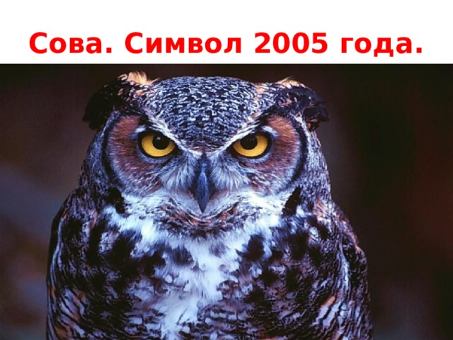 Сова. Символ 2005 года. 