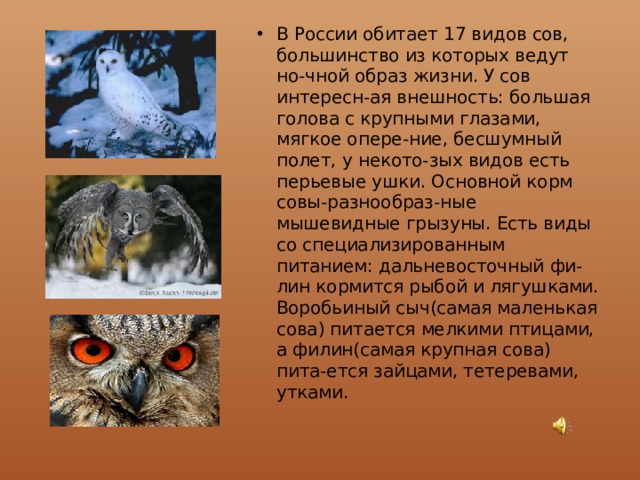 В России обитает 17 видов сов, большинство из которых ведут но-чной образ жизни. У сов интересн-ая внешность: большая голова с крупными глазами, мягкое опере-ние, бесшумный полет, у некото-зых видов есть перьевые ушки. Основной корм совы-разнообраз-ные мышевидные грызуны. Есть виды со специализированным питанием: дальневосточный фи-лин кормится рыбой и лягушками. Воробьиный сыч(самая маленькая сова) питается мелкими птицами, а филин(самая крупная сова) пита-ется зайцами, тетеревами, утками. 