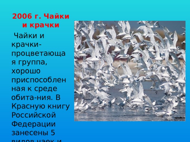 2006 г. Чайки и крачки  Чайки и крачки- процветающая группа, хорошо приспособленная к среде обита-ния. В Красную книгу Российской Федерации занесены 5 видов чаек и 3 вида кра-чек. 