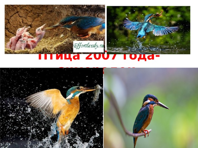Птица 2007 года- зимородок. 