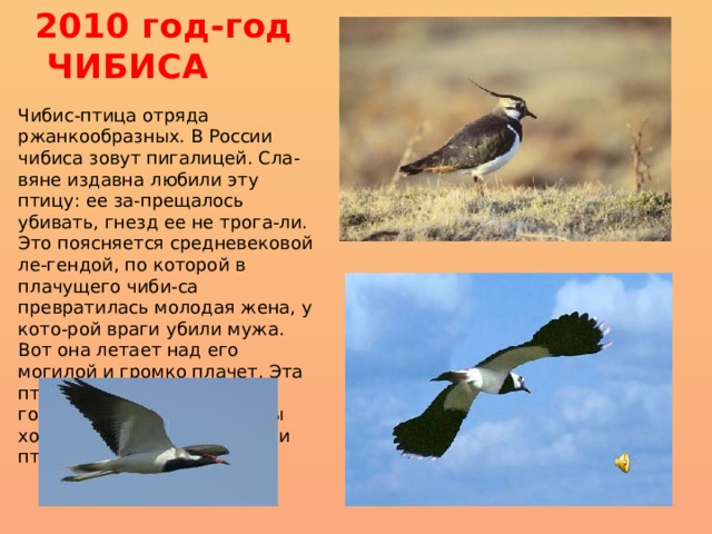 2010 год-год  ЧИБИСА Чибис-птица отряда ржанкообразных. В России чибиса зовут пигалицей. Сла-вяне издавна любили эту птицу: ее за-прещалось убивать, гнезд ее не трога-ли. Это поясняется средневековой ле-гендой, по которой в плачущего чиби-са превратилась молодая жена, у кото-рой враги убили мужа. Вот она летает над его могилой и громко плачет. Эта птица-также образ бедной, горемыч-ной матери:жнецы хотят забрать у нее детей, и птицы ее обижают. 