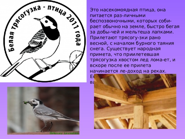 Это насекомоядная птица, она питается раз-личными беспозвоночными, которых соби-рает обычно на земле, быстро бегая за добы-чей и мельтеша лапками. Прилетают трясогу-зки рано весной, с началом бурного таяния снега. Существует народная примета, что приилетевшая трясогузка хвостом лед лома-ет, и вскоре после ее прилета начинается ле-доход на реках. Если трясогузка поселилась на вашем доме- это к удаче. 