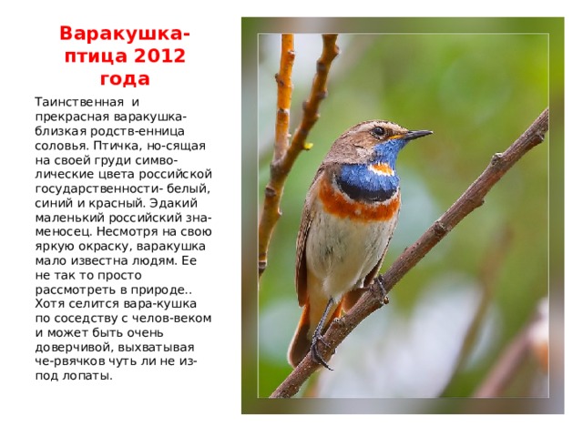 Варакушка птица фото и описание характеристика