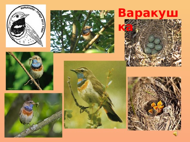 Варакушка 