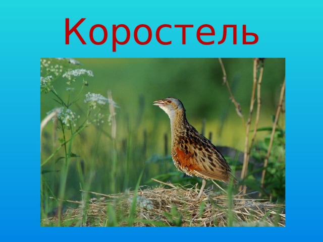 Коростель 