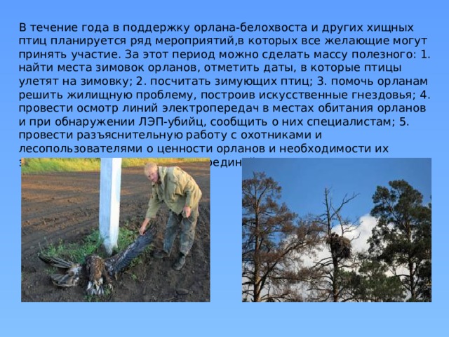 В течение года в поддержку орлана-белохвоста и других хищных птиц планируется ряд мероприятий,в которых все желающие могут принять участие. За этот период можно сделать массу полезного: 1. найти места зимовок орланов, отметить даты, в которые птицы улетят на зимовку; 2. посчитать зимующих птиц; 3. помочь орланам решить жилищную проблему, построив искусственные гнездовья; 4. провести осмотр линий электропередач в местах обитания орланов и при обнаружении ЛЭП-убийц, сообщить о них специалистам; 5. провести разъяснительную работу с охотниками и лесопользователями о ценности орланов и необходимости их защиты. Дел хватит всем. Присоединяйтесь! 