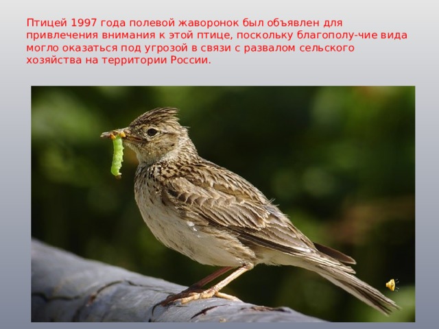 Птицей 1997 года полевой жаворонок был объявлен для привлечения внимания к этой птице, поскольку благополу-чие вида могло оказаться под угрозой в связи с развалом сельского хозяйства на территории России. 