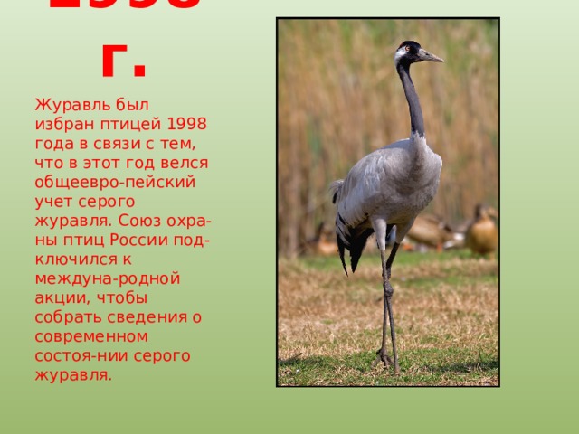 1998 г. Журавль был избран птицей 1998 года в связи с тем, что в этот год велся общеевро-пейский учет серого журавля. Союз охра-ны птиц России под-ключился к междуна-родной акции, чтобы собрать сведения о современном состоя-нии серого журавля. 