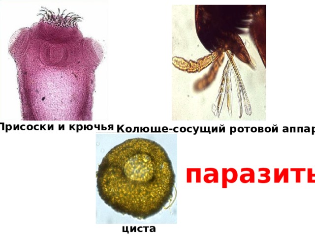 Присоски и крючья Колюще-сосущий ротовой аппарат паразиты циста 