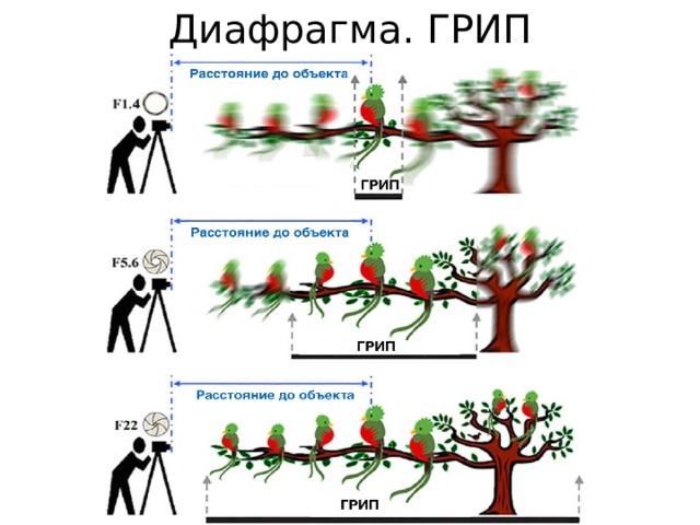 Диафрагма. ГРИП 