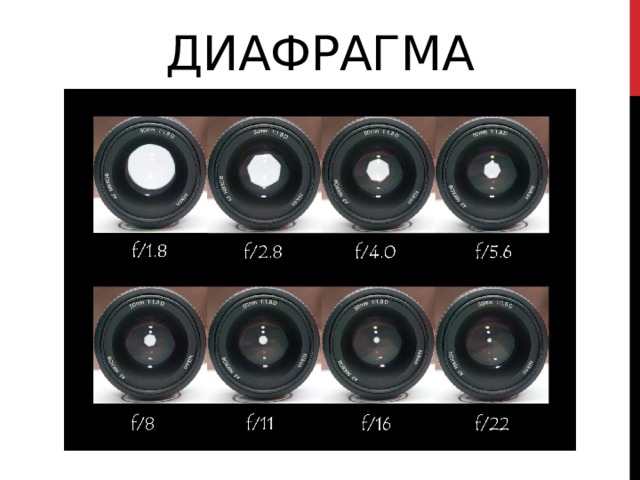 Диафрагма 