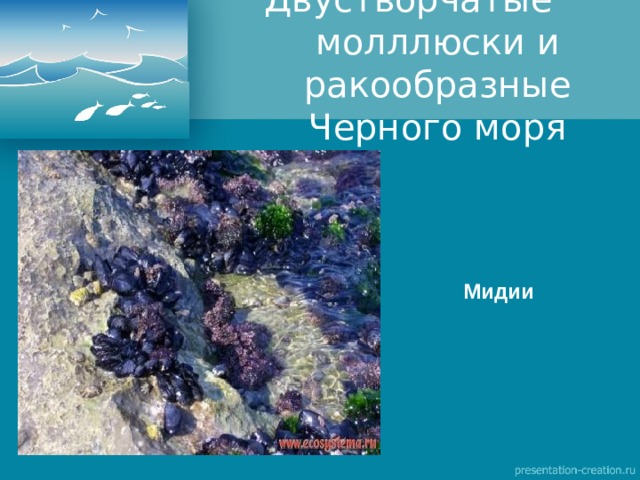 Двустворчатые молллюски и ракообразные Черного моря Мидии 