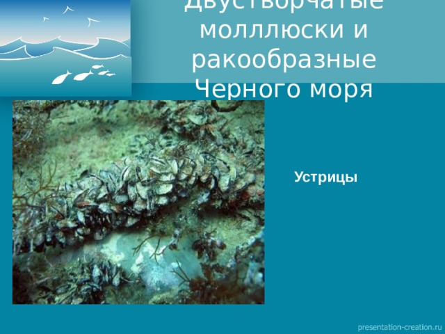 Двустворчатые молллюски и ракообразные Черного моря Устрицы 