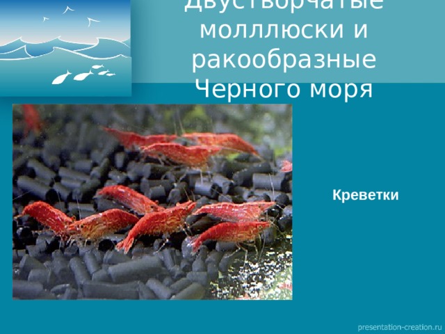 Двустворчатые молллюски и ракообразные Черного моря Креветки 