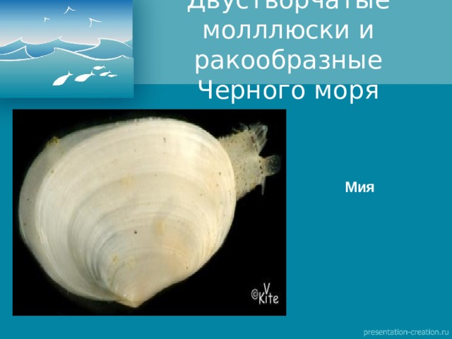 Двустворчатые молллюски и ракообразные Черного моря Мия 
