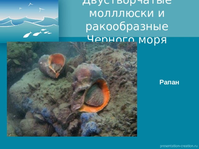 Двустворчатые молллюски и ракообразные Черного моря Рапан 