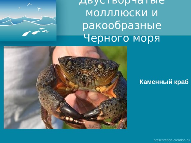 Двустворчатые молллюски и ракообразные Черного моря Каменный краб  