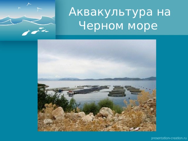 Аквакультура на Черном море 