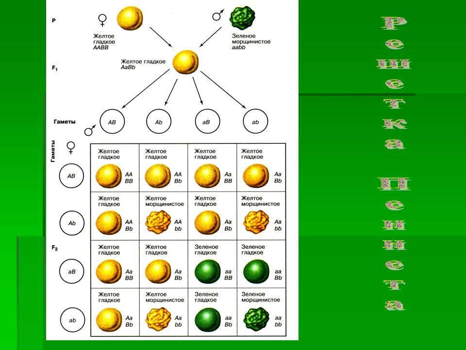 Третий закон менделя рисунок