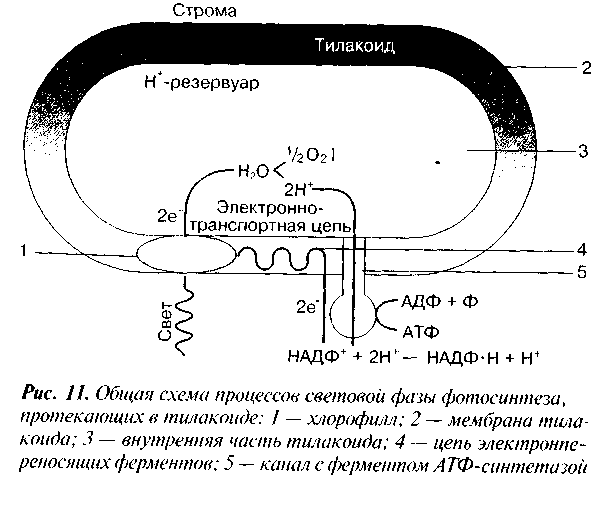 В темновой стадии фотосинтеза происходит синтез атф