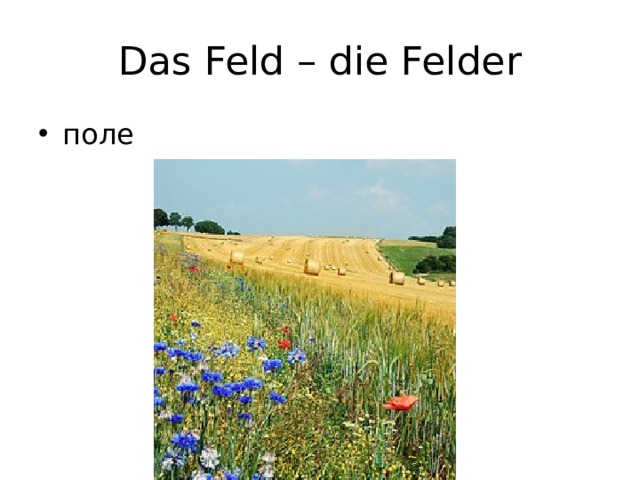 Das Feld – die Felder поле 