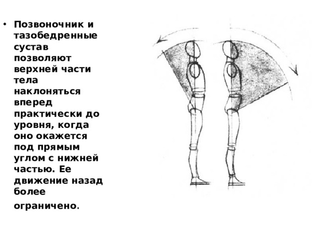 Позвоночник и тазобедренные сустав позволяют верхней части тела наклоняться вперед практически до уровня, когда оно окажется под прямым углом с нижней частью. Ее движение назад более ограничено .  