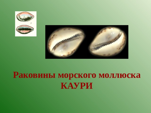 Раковины морского моллюска КАУРИ 