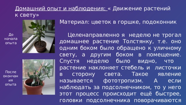Проект на тему движение растений