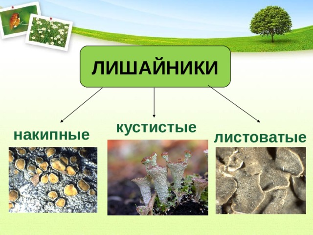 Лишайники по теме презентация 5 класс
