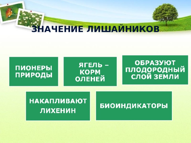 Роль лишайников в природе и жизни человека презентация