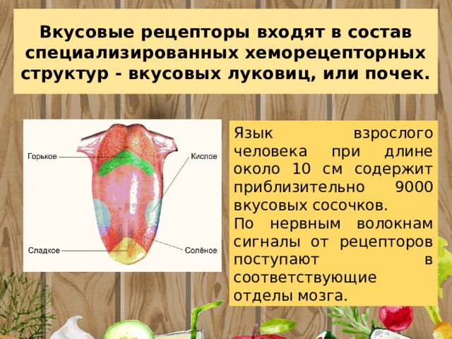 Вкусовые рецепторы входят в состав специализированных хеморецепторных структур - вкусовых луковиц, или почек. Язык взрослого человека при длине около 10 см содержит приблизительно 9000 вкусовых сосочков. По нервным волокнам сигналы от рецепторов поступают в соответствующие отделы мозга. 