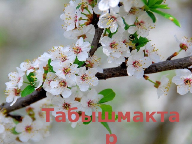 Табышмактар 