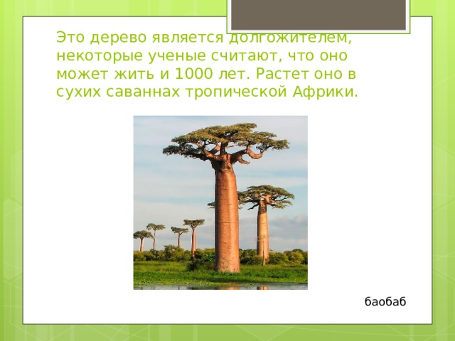  Это дерево является долгожителем, некоторые ученые считают, что оно может жить и 1000 лет. Растет оно в сухих саваннах тропической Африки.   баобаб 