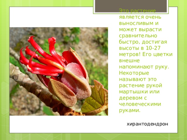 Это растение является очень  выносливым и может вырасти сравнительно быстро, достигая высоты в 10-27 метров! Его цветки внешне напоминают руку. Некоторые называют это растение рукой мартышки или деревом с человеческими руками. хирантодендрон 