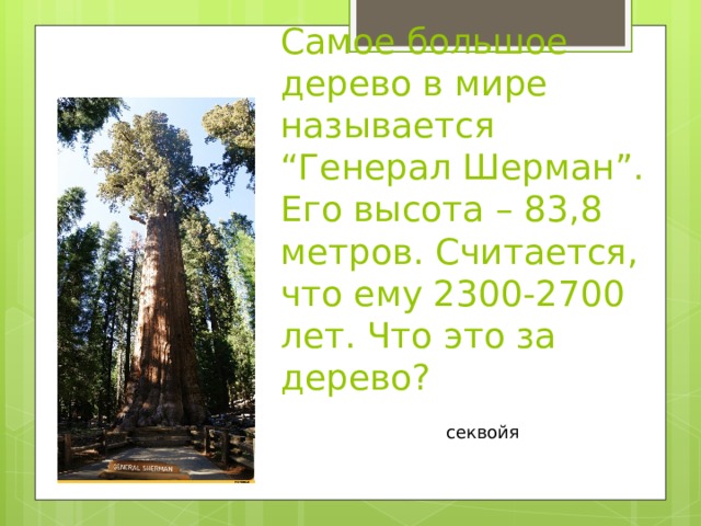   Самое большое дерево в мире называется “Генерал Шерман”. Его высота – 83,8 метров. Считается, что ему 2300-2700 лет. Что это за дерево? секвойя 