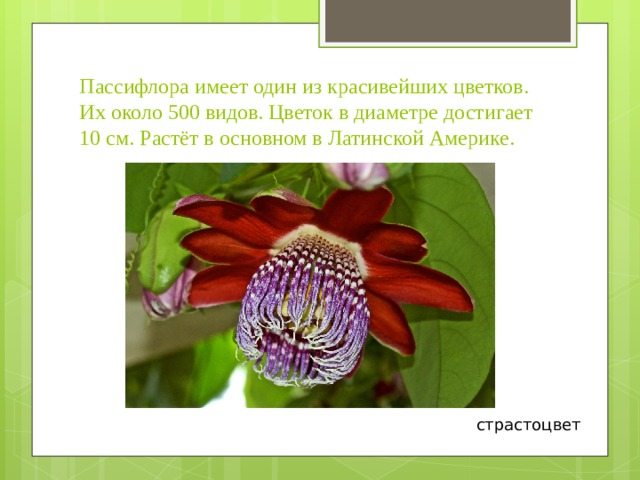 Пассифлора имеет один из красивейших цветков. Их около 500 видов. Цветок в диаметре достигает 10 см. Растёт в основном в Латинской Америке. страстоцвет 