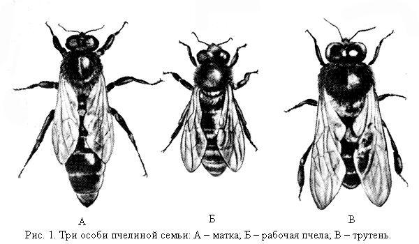 1 2 3 особи. Пчела матка трутень. Пчелиная семья матка трутень рабочая пчела. Пчелиная семья матка трутень. Функции матки трутня и рабочей пчелы.