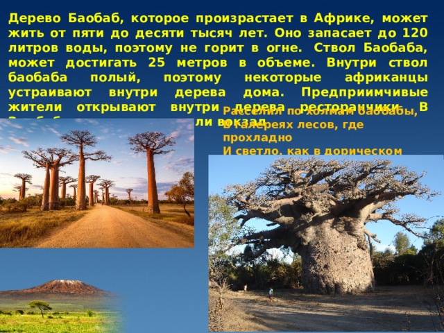 Для какой природной зоны характерно дерево баобаб. Дерево баобаб произрастает. Баобаб краткое описание.
