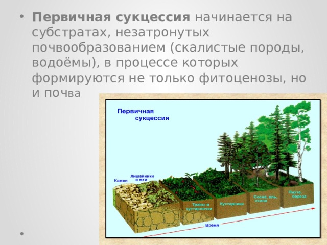 Первичная сукцессия начинается на субстратах, незатронутых почвообразованием (скалистые породы, водоёмы), в процессе которых формируются не только фитоценозы, но и поч ва 