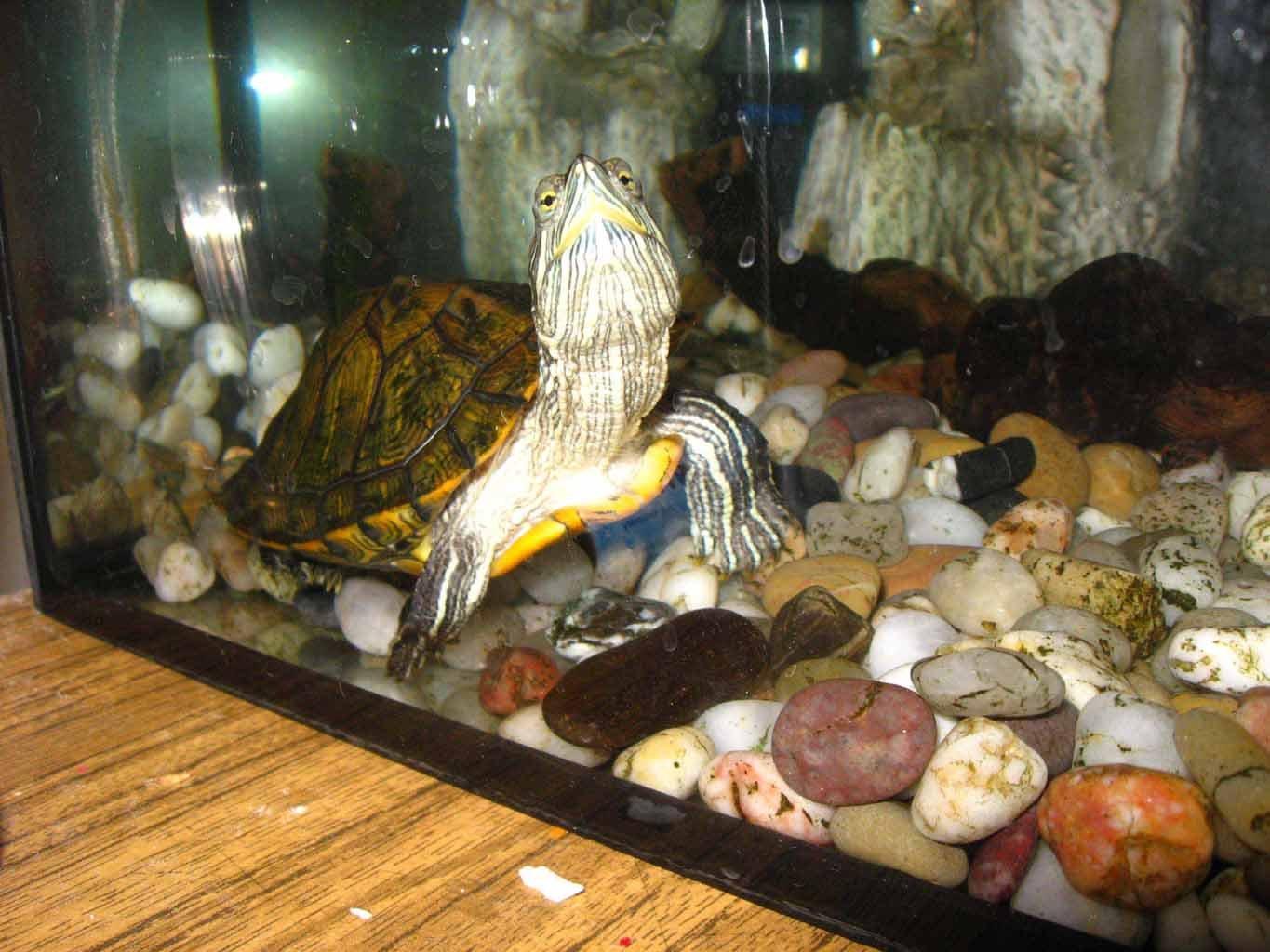 Черепаха в аквариуме уход. Аквариумная черепаха красноухая. Морская черепаха красноухая. Аквариумные Черепашки красноухие. Черепаха домашняя красноухая водная.