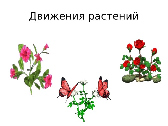 Движение растений 5 класс. Движение растений. Передвижение растений. Способы передвижения растений. Пассивное движение растений.