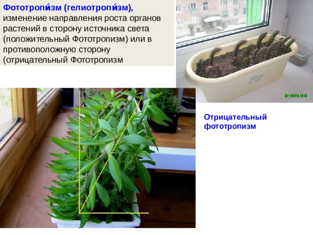 Движение растений 6 класс биология презентация