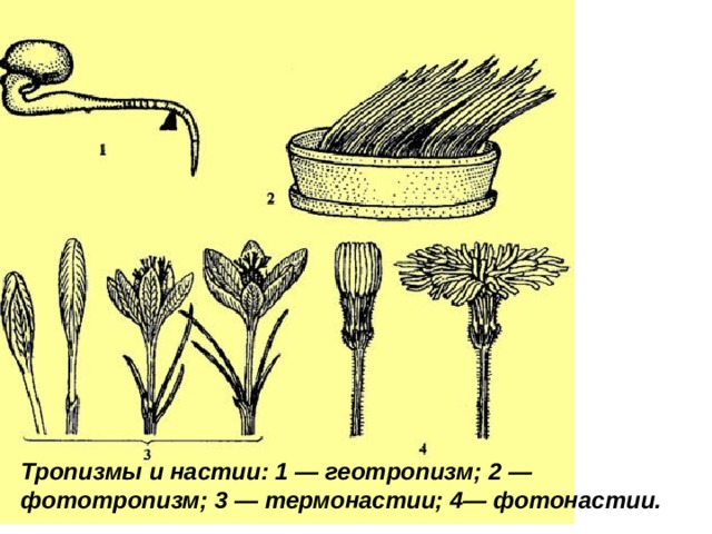 Тропизмы и настии: 1 — геотропизм; 2 — фототропизм; 3 — термонастии; 4— фотонастии.    